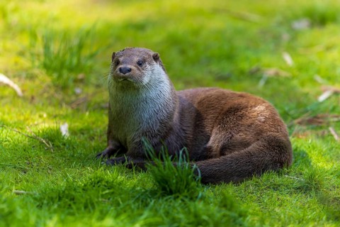 An attentive otter sits on a green meadow, European otter (Lutra lutra), Germany, Europe