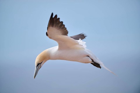 Northern gannet (Morus bassanus) flying in the sky, wildlife, Helgoland, Germany, Europe