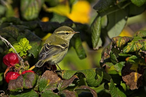 Yellow-browed Warbler (Phylloscopus inornatus), Schleswig-Holstein, Germany, Europe