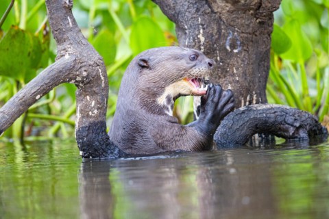 Giant otter (Pteronura brasiliensis) Pantanal Brazil