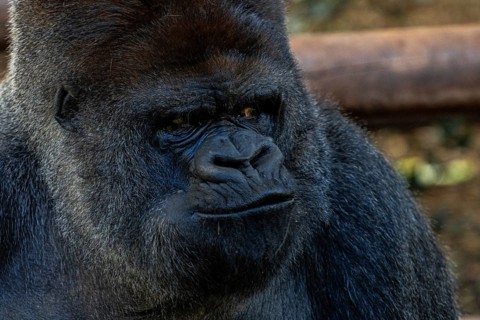 A large black gorilla with a frowning face. Concept of sadness or anger