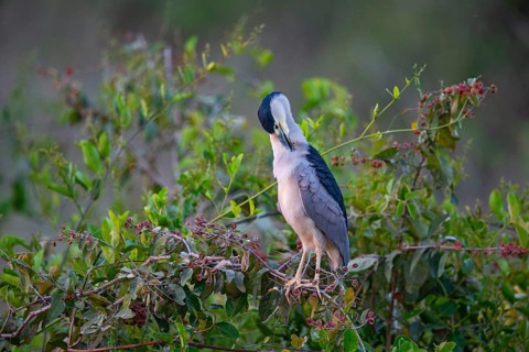Black crowned night heron (Nycticorax nycticorax) Pantanal Brazil
