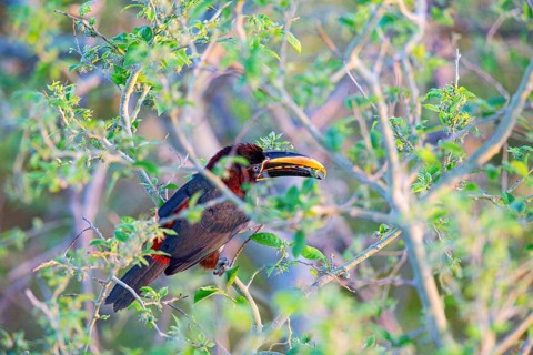 Chestnut-eared aracari (Pteroglossus castanotis) Pantanal Brazil