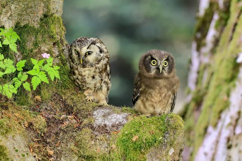 Great Horned Owl (Aegolius funereus), Great Horned Owl, adult, juvenile, on tree, on guard,