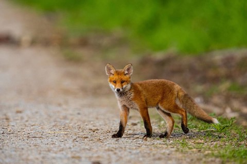 Fox (Vulpes vulpes) puppy Germany
