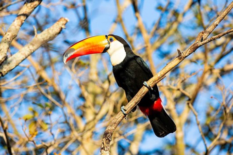 Giant toucan (Ramphastos toco) Pantanal Brazil
