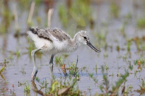Avocet (Recurvirostra avosetta) Young bird foraging in the shore zone at the lake, Wildlife, Wading