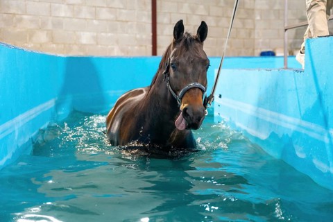 Horse during a hydrotherapy on a water treadmill inside a pool