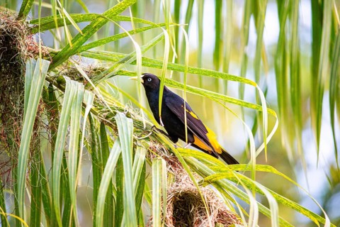 Yellow-rumped cacique (Cacicus cela) Pantanal Brazil