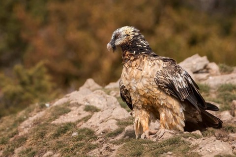 Bearded vulture (Gypaetus barbatus), also known as lammergeier or bone crusher, foraging, young