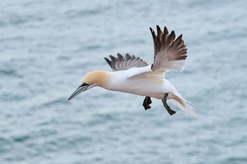 Northern gannet (Morus bassanus) flying over the sea, wildlife, Helgoland, Germany, Europe