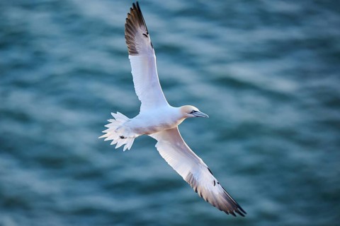 Northern gannet (Morus bassanus) flying over the sea, wildlife, Helgoland, Germany, Europe