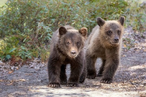 Grizzly Bear (Ursus arctos horribilis) two bear cubs, British Columbia, Canada, North America