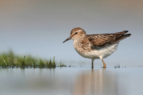 Least Sandpiper (Calidris minutilla), Ohio, USA, North America
