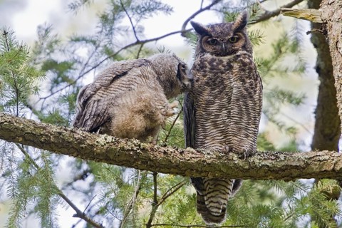 Great Horned Owl (Bubo virginianus), British Columbia, Canada, North America