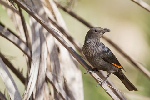 Tristram's Starling - Tristramstar - Onychognathus tristramii, Oman, female adult, Asia