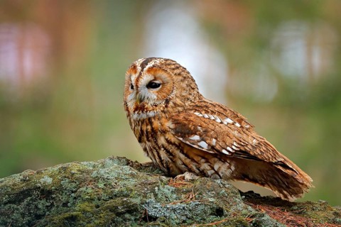 Tawny owl sitting on the stone n forest. Clear green background. Beautiful animal in the nature.