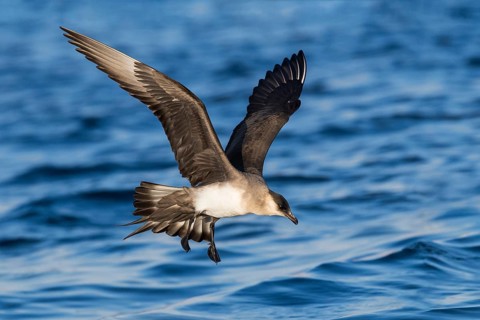 Parasitic Jaeger (Stercorarius parasiticus) flying, Eilat, Israel, Asia