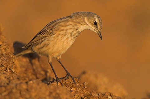 Water Pipit (Anthus spinoletta), Oman, Asia