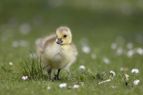 Canada Goose (Branta canadensis) chick, North Rhine-Westphalia, Germany, Europe