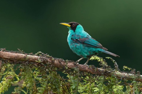 Green Honeycreeper (Chlorophanes spiza) male, Costa Rica, Central America