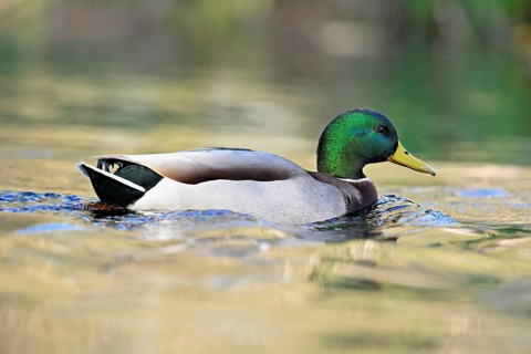 Mallard (Anas platyrhynchos), drake swimming, Switzerland, Europe