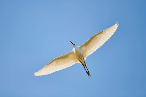 Great egret (Ardea alba) flying in the sky, Camargue, France, Europe