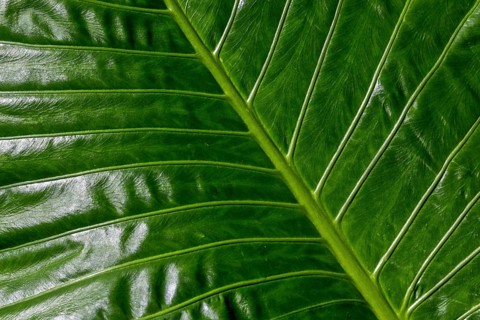 Leaf of the giant elephant ear, also known as giant taro (Alocasia macrorrhizos), close-up,