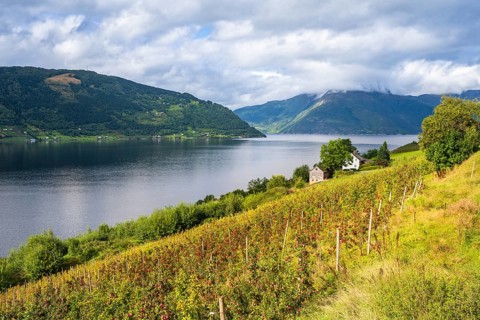 Apple trees on the shore of the Hardangerfjord, Lofthus, Vest Norway