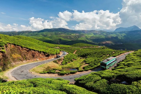 Passenger bus on road in tea plantations, Munnar, Kerala state, India, Asia