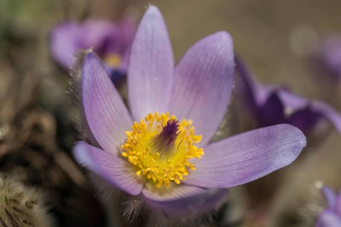 Common Pasque Flower (Pulsatilla vulgaris), Burgenland, Austria, Europe
