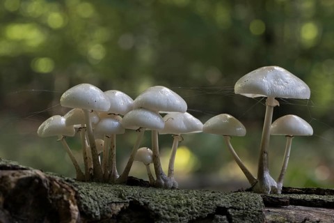 Porcelain fungi (Oudemansiella mucida), Emsland, Lower Saxony, Germany, Europe