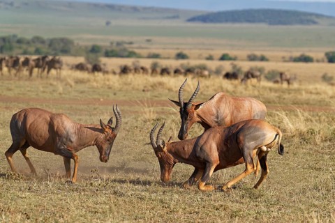 Fight between two Topi lei antelope bulls, Maasai Mara Game Reserve, Kenya, Africa