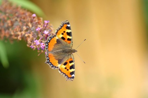 Small tortoiseshell (Aglais urticae), on summer lilac or butterfly-bush (Buddleja davidii), Wilden,