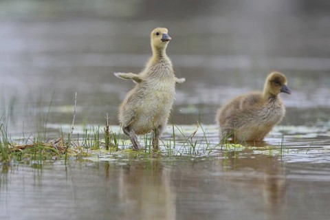 Greylag goose (Anser anser), chicks stand in the water, Burgenland, Austria, Europe
