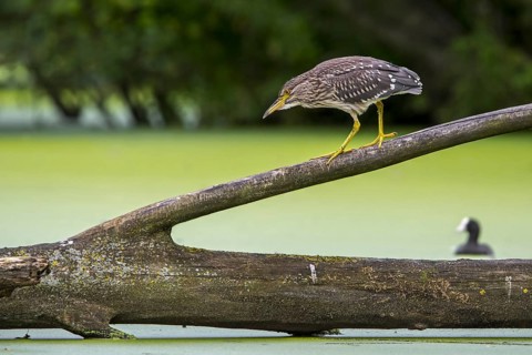 Black-crowned night-heron, black-capped night-heron (Nycticorax nycticorax) juvenile walking over