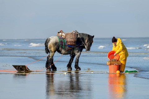 Horse fishermen at work, catching Brown shrimp (Crangon crangon), Koksijde, North Sea coast,