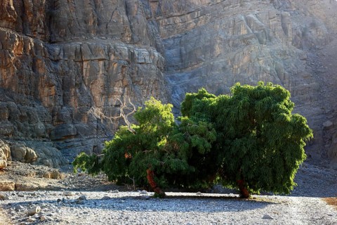 Landscape in the Jebel Harim area, in the Omani enclave of Musandam, Oman, Asia