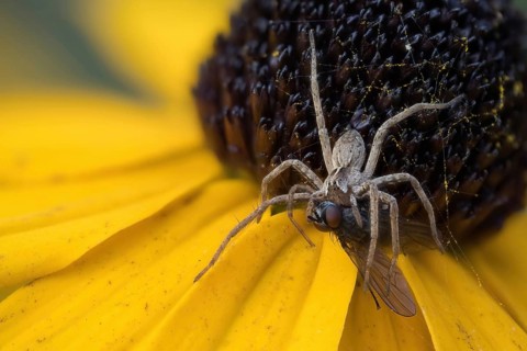 Nursery web spider (Pisaura mirabilis) with victim on yellow coneflower (Rudbeckia fulgida), Hesse,
