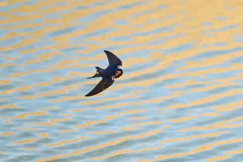 Barn swallow (Hirundo rustica) flying above the water, hunting for flys, France, Europe