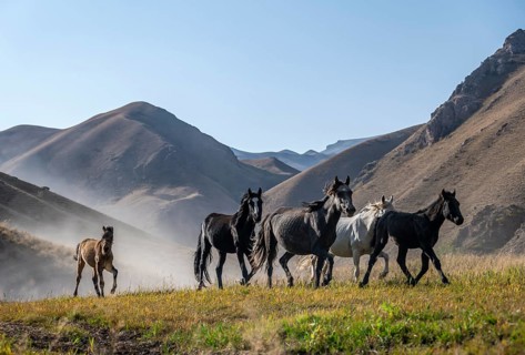 Herd of horses galloping over a hill and raising dust, mountains behind, Kyrgyzstan, Asia