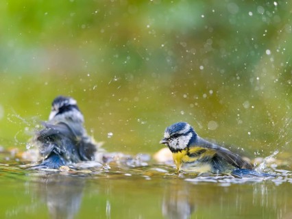 Blue tit (Cyanistes caeruleus), adult birds bathing in shallow water, Solms, Hesse, Germany, Europe