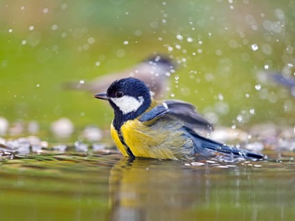 Great tit (Parus major), adult bird bathing in shallow water, Solms, Hesse, Germany, Europe