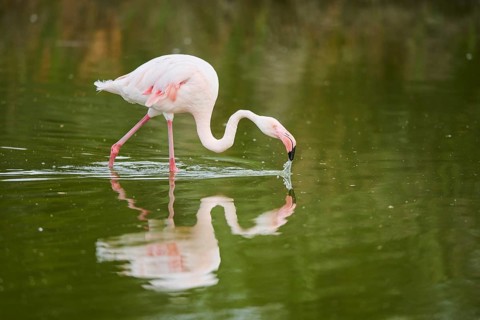 Greater Flamingo (Phoenicopterus roseus) walking in the water, Parc Naturel Regional de Camargue,