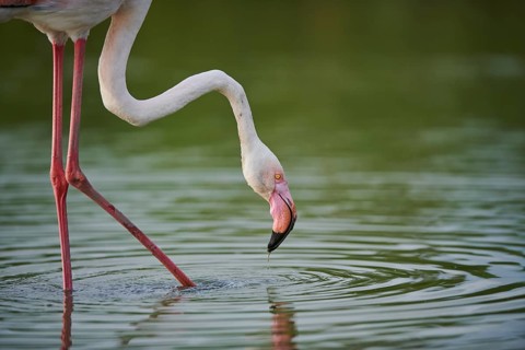 Greater Flamingo (Phoenicopterus roseus) walking in the water, portrait, Parc Naturel Regional de