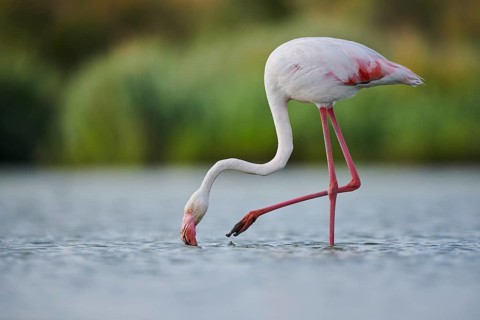 Greater Flamingo (Phoenicopterus roseus) walking in the water, Parc Naturel Regional de Camargue,