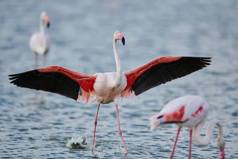 Greater Flamingo (Phoenicopterus roseus), landing in the water, Parc Naturel Regional de Camargue,