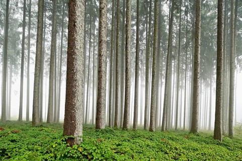 Foggy coniferous forest, Horben, Canton Aargau, Switzerland, Europe