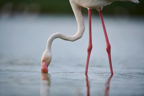 Greater Flamingo (Phoenicopterus roseus) standing in the water, portrait, Parc Naturel Regional de