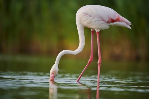 Greater Flamingo (Phoenicopterus roseus) walking in the water, Parc Naturel Regional de Camargue,